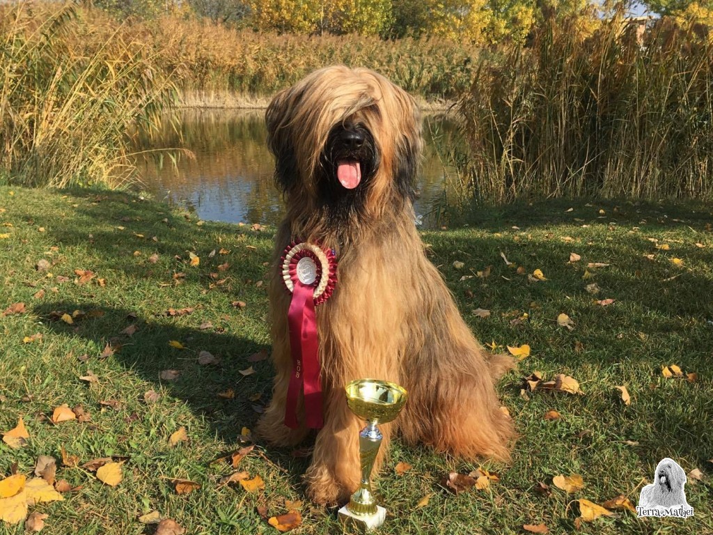 3xCACIB DOG SHOW Komárom (HU) 20.10.2017